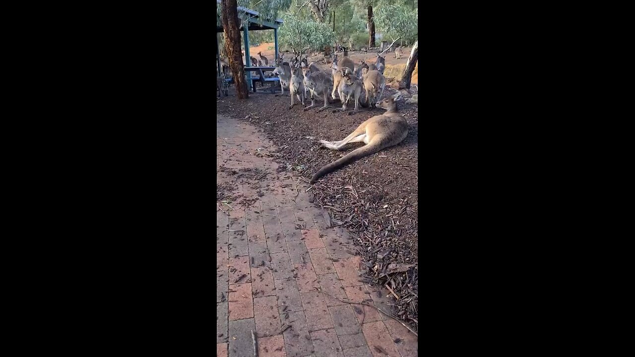 Kangaroo diaries only in Australia 🇦🇺