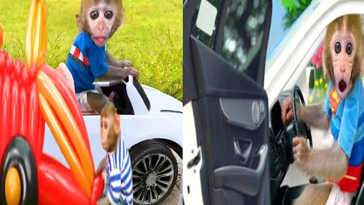 Bonmonkey kiki experiment of bollon car || Bonmonkey& car competition🛣️