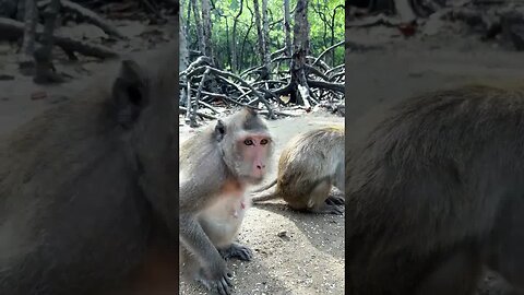 Funny monkey