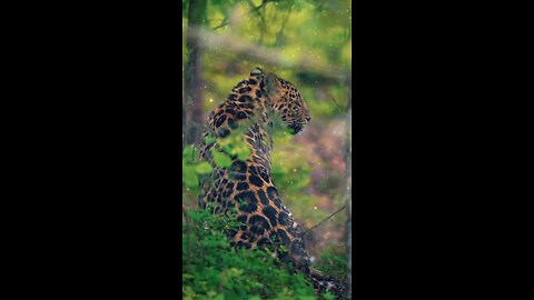 Wildlife Royal Bangol Tiger 🐅