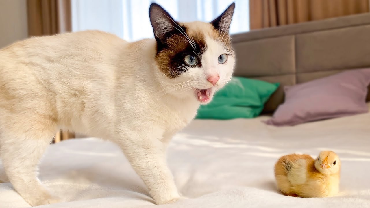 Funny Cat Reaction to Baby Chick