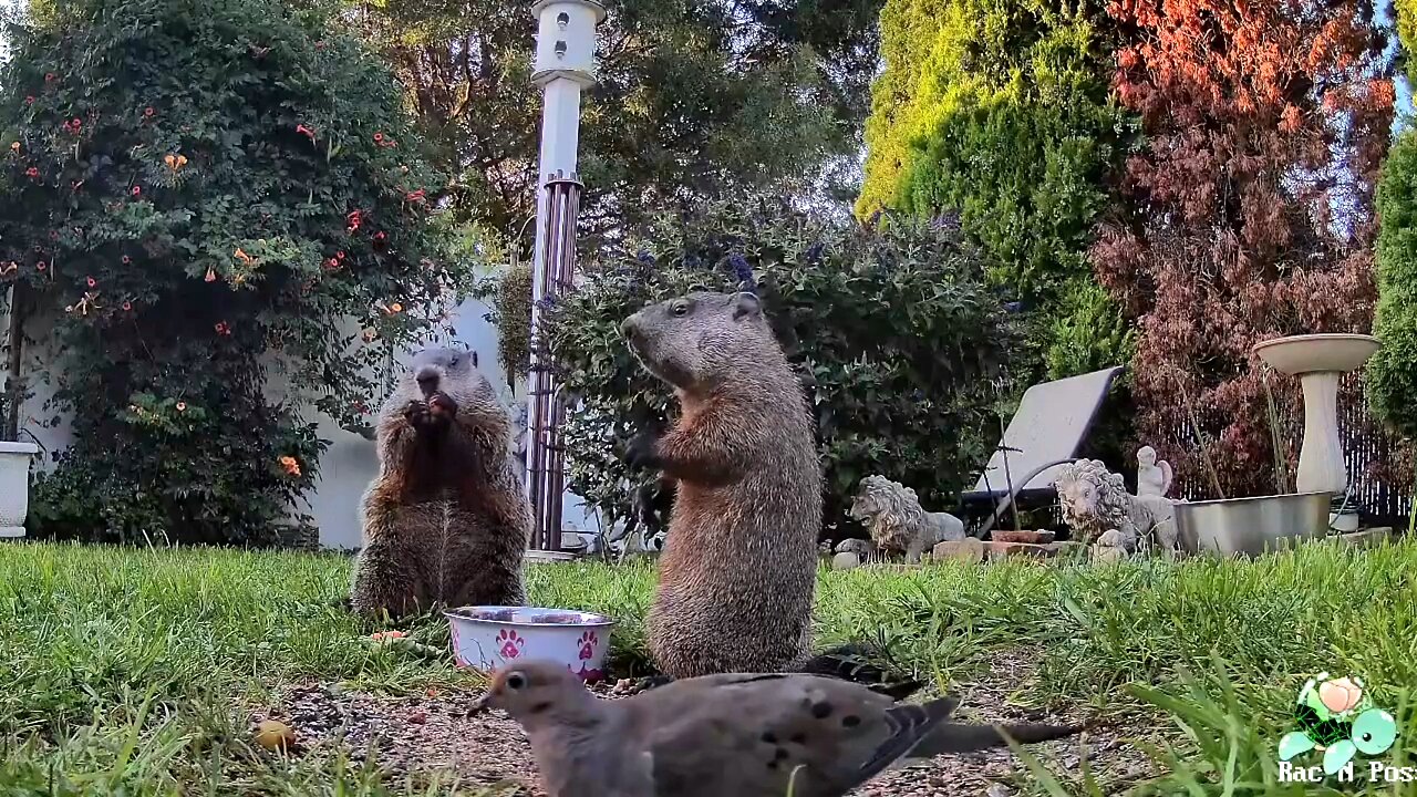 🍂🕯️☕ Fall Has Arrived & Happy Critters! 🍂🕯️☕ #Groundhog #Skunk #Birds # Raccoon #Possum #Nature #Squirrels