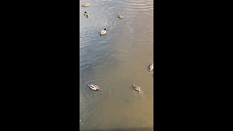 Mallard Ducks 🦆 #mallardducks #ducks #duck #followme #shorts #trending #viral