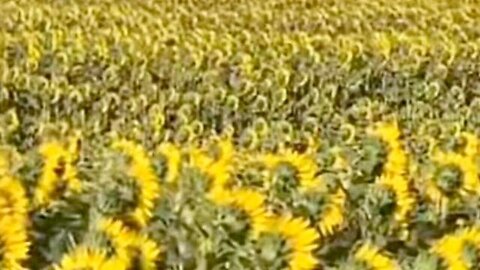 "Why do Sunflowers Turn Away from the Sun? Exploring Heliotropism"