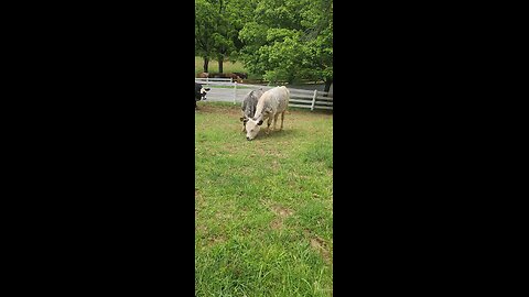 Shorthorn Plus heifers 2025.