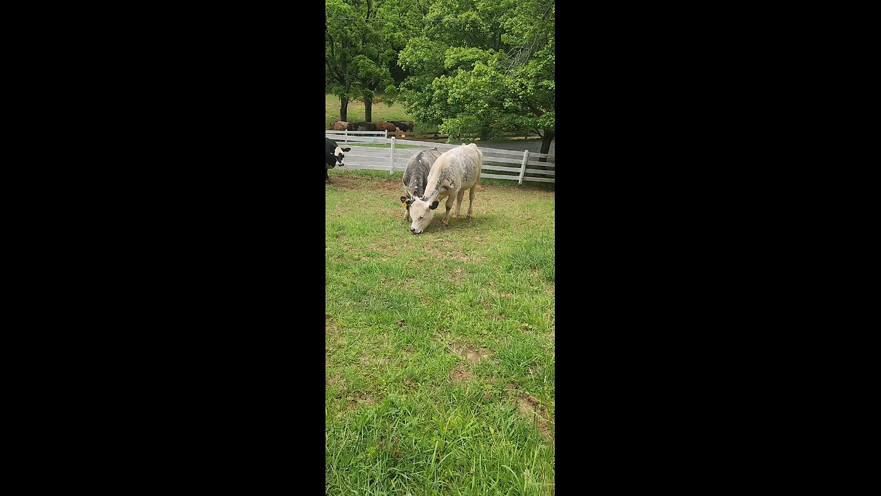 Shorthorn Plus heifers 2025.