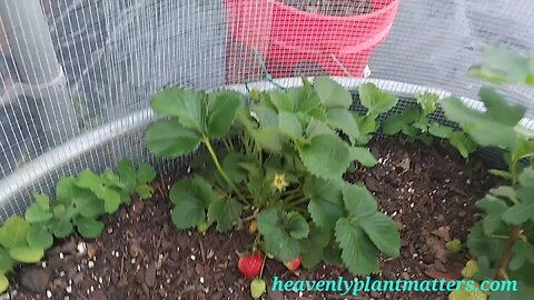 Strawberry Tour!
