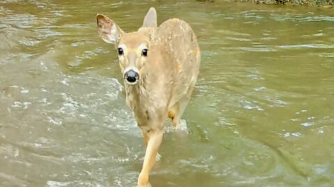 Deer Cautiously Crossing a stream