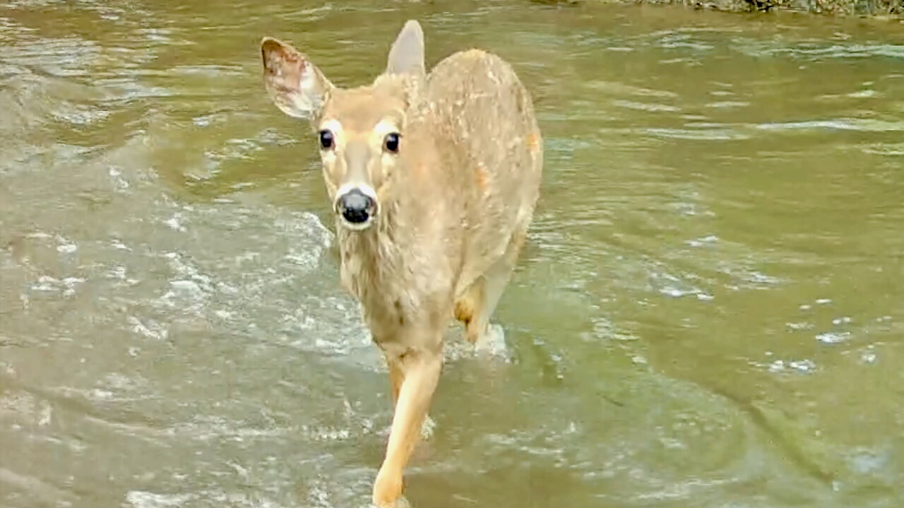 Deer Cautiously Crossing a stream