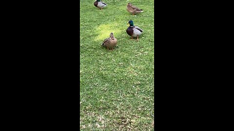Mallard Ducks 🦆 #mallardducks #ducks #duck #followme #shorts #viral #trending