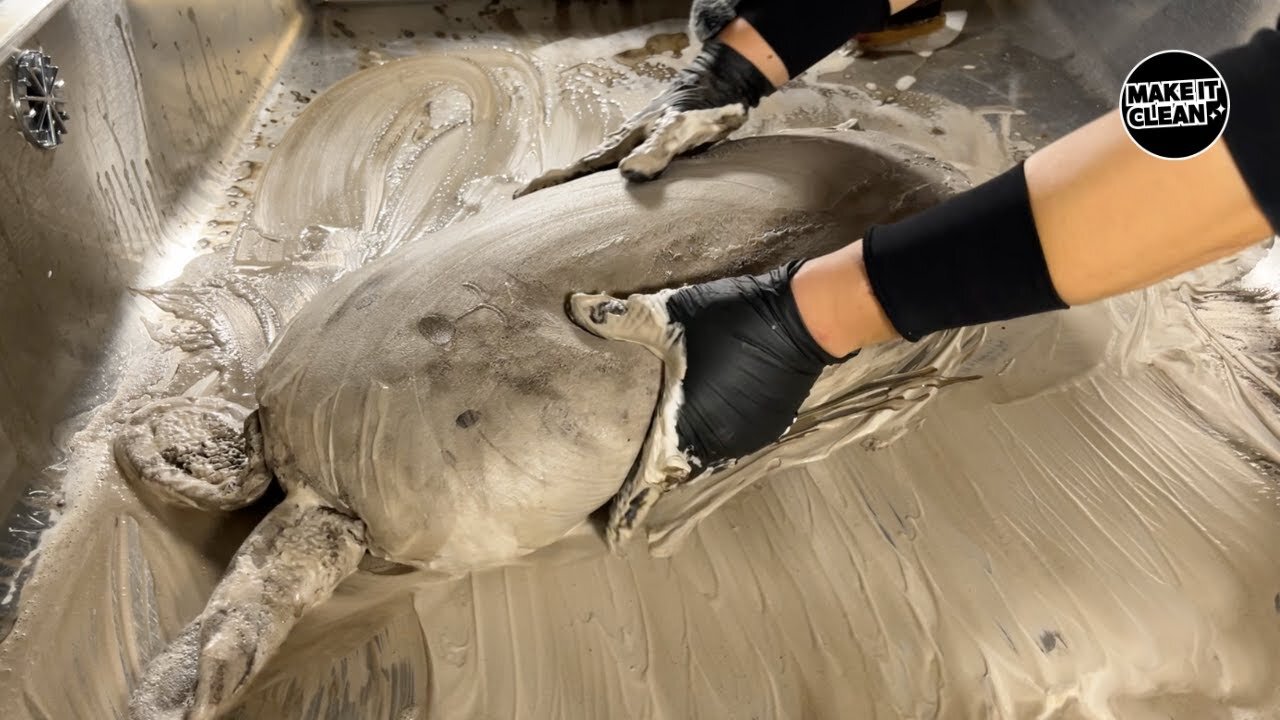 Rabbit Doll Cleaning The Most Perfect Laundry Satisfying ASMR, Cleaning The Dirtiest Rug Carpet.