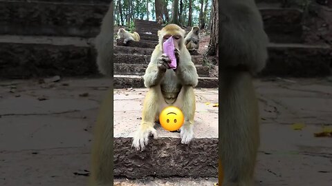 clean monkey go on monkey
