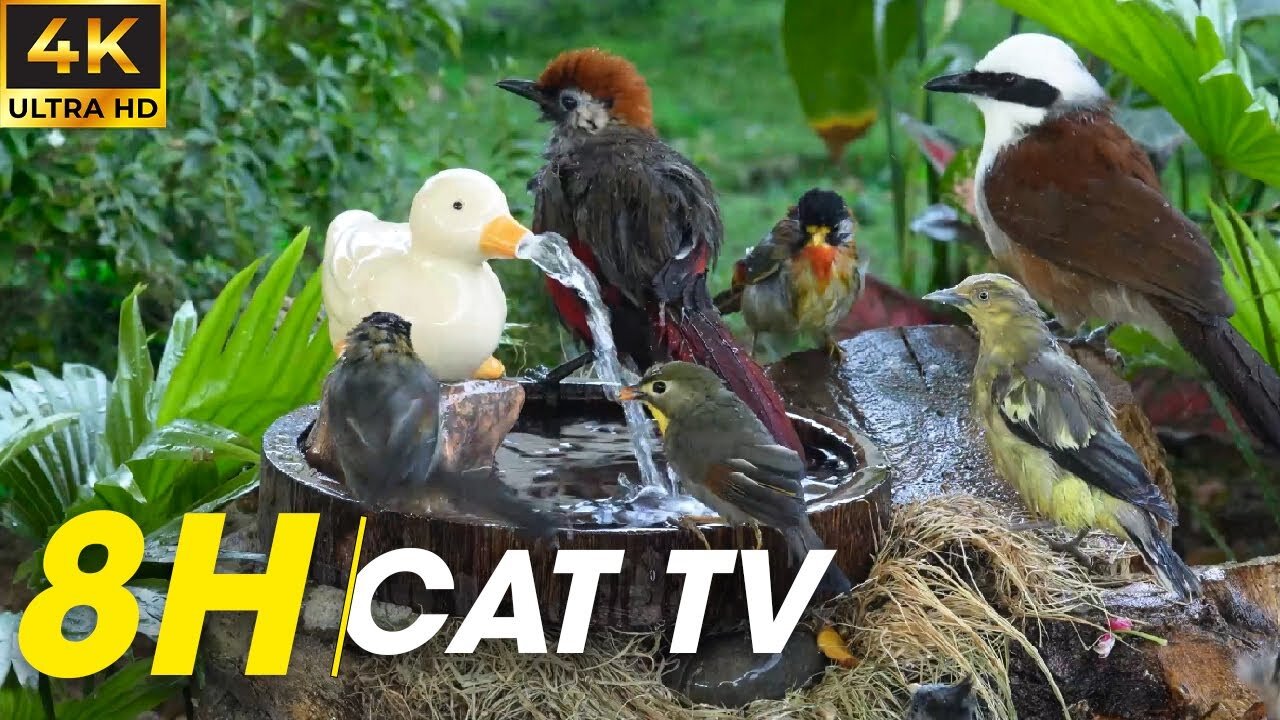 Beautiful Birds Chirping And Flying In A Peaceful Video For Cats To Enjoy - Video For Cats