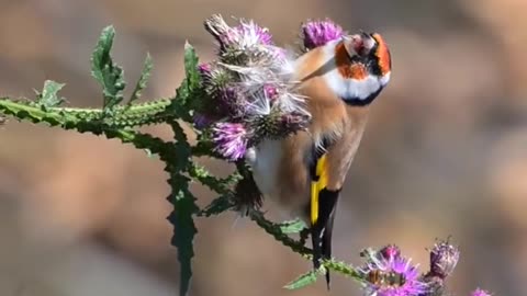 🐦💙 Ukraine Russia War | Symbolic Ukrainian Bird Amid Conflict | RCF