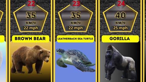 The Fastest Animals In The World