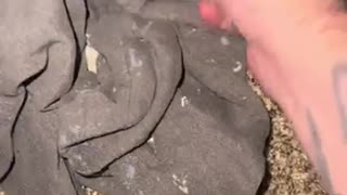 Man Shows Mandela Effects! Is it real??