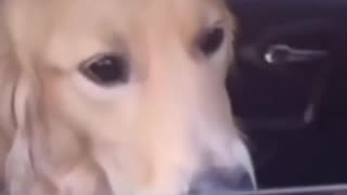 😂🐾 Who's a good boy? | FunFM