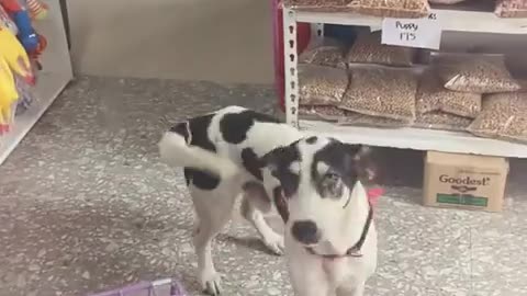🤣💸 When You Get Treated Like Royalty, But You Know the Truth... | FunFM