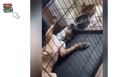 funny cats and dogs. AVH