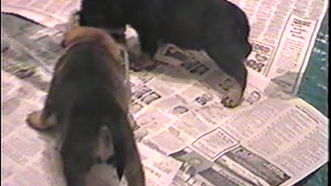 2002-VA-Puppies-13