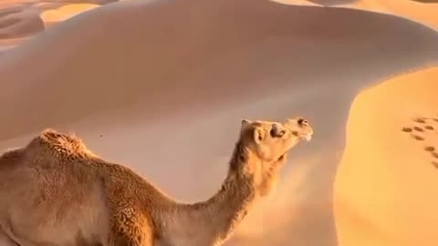 Under the Merciless Sun | This Camel Endures