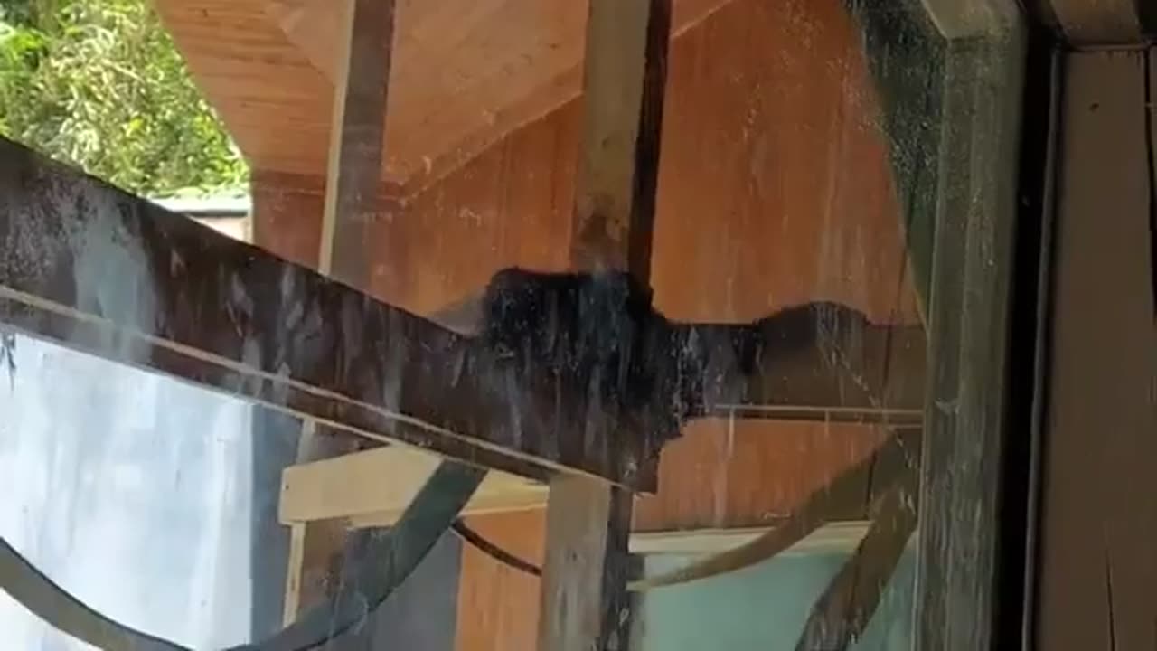 Older Monkey