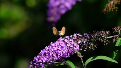 🦋 Relaxing Nature Music | Soothing Sounds, Butterflies, Flowers, and Inner Harmony 🌸