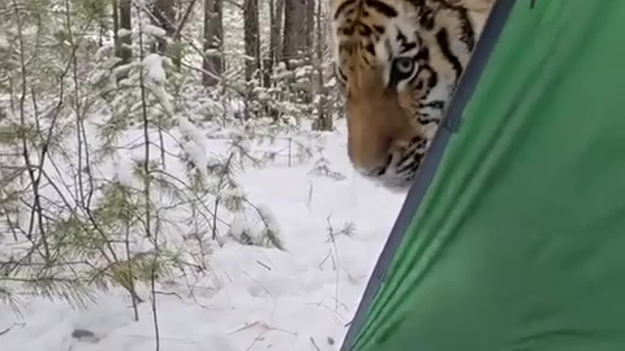 Cat stopped by for a visit