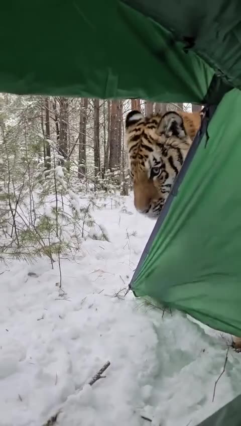 Cat stopped by for a visit