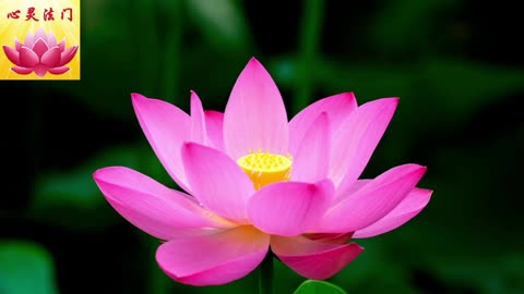 2026 2 15 #心灵法门 #卢军宏