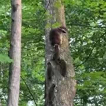 Heartwarming Animal Moms _ Babies! ❤️ _shorts _wildlife _animalbehaviour _animals