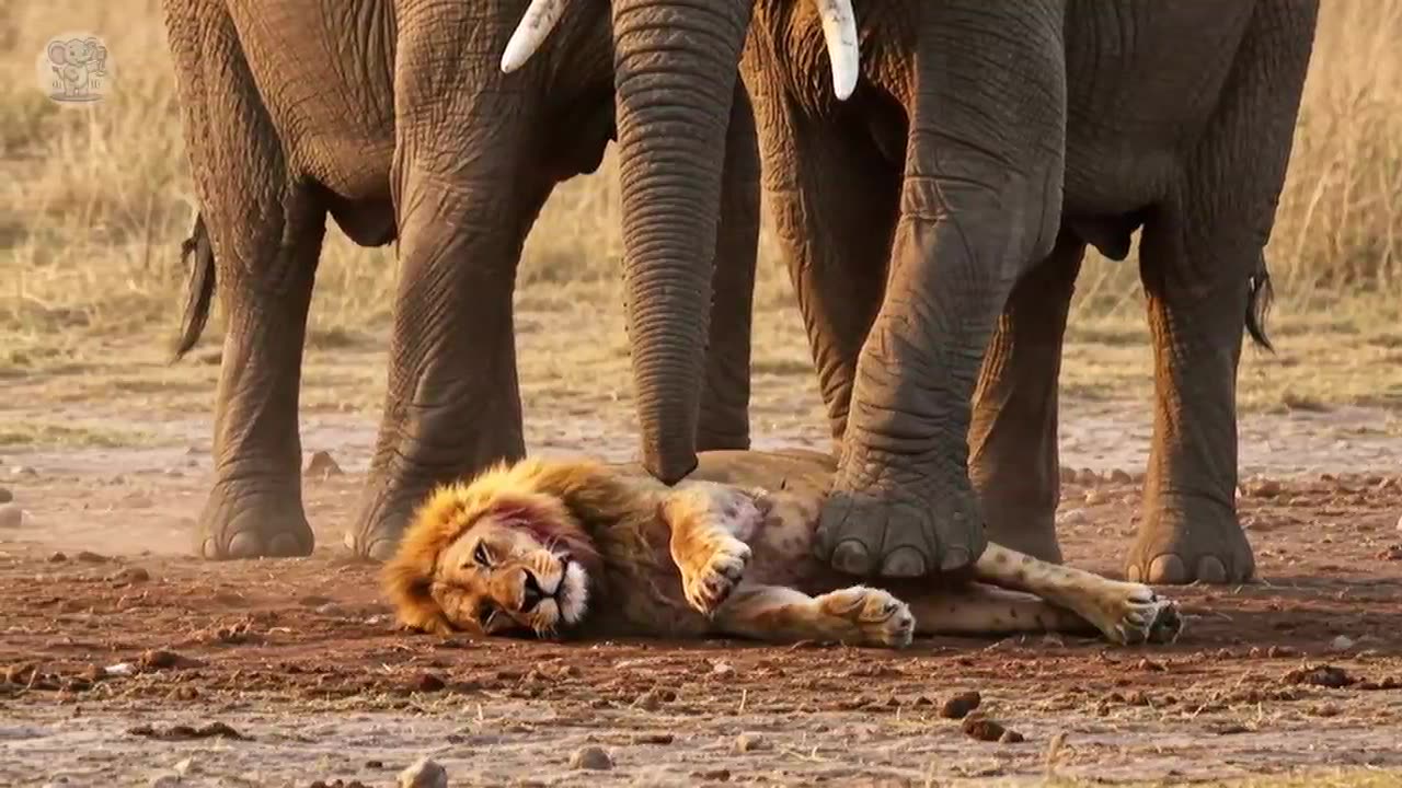 The lion was attacked by a herd of elephants and waited to die, then a miracle happened