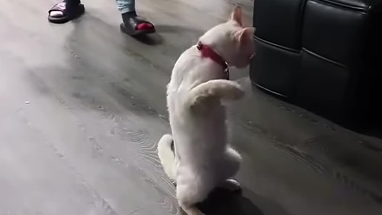 Funny cat