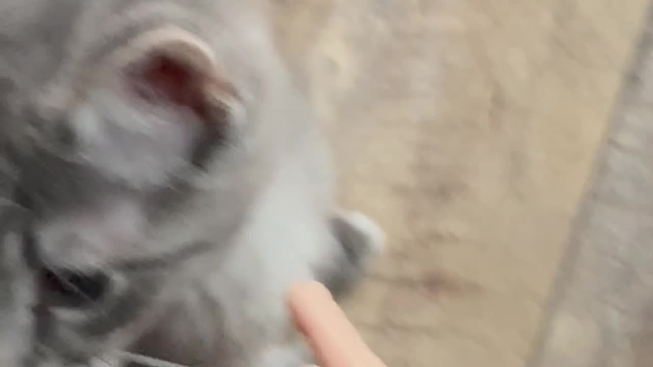 Wednesday Whiskers with SPH introducing Mr. Tony Stark. #catsofinstagram #funny