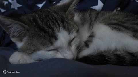 Sleepy Kitten Vibes