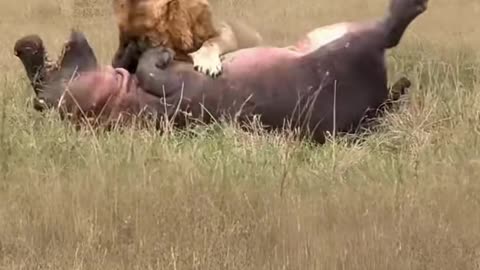Lion attack