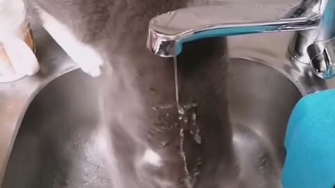 🐈😂 Mom's Cat Discovers Water for the First Time Will Leave You in Stitches! | FunFM