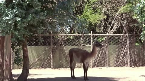 guanaco