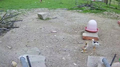 Chicken fight