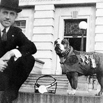 Stubby: Georgetown's Wartime Hero Mascot