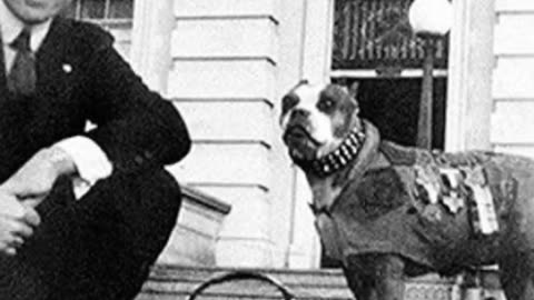 Stubby: Georgetown's Wartime Hero Mascot