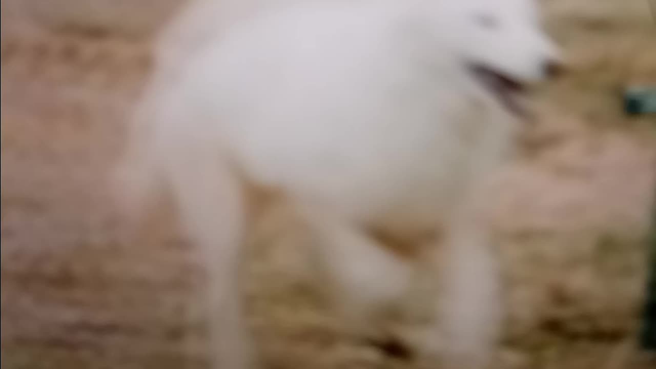 Scientists resurrect dire wolf