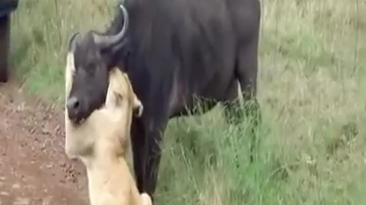 Hungry lion hunts for buffalo