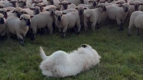 Whole Herd Gathers to Watch Goofy Livestock Guardian Dog