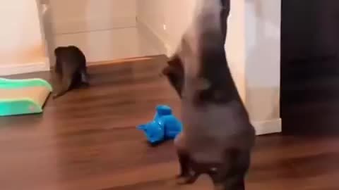 OTTER THURSDAY