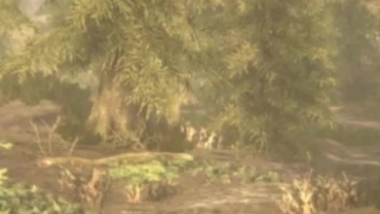 Relaxing Skyrim Walk ASMR Forest Ambience & Footsteps