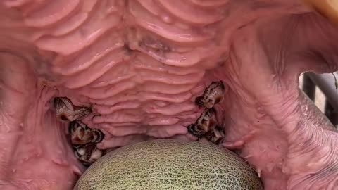 "Incredible! Hippopotamus Eating Fruits | Hippo Enjoys Watermelon & Apples 🍉🦛"