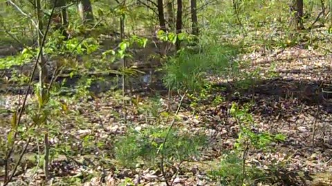 Annual Evergreen Tree Feeding at Serenity Mon 042825AD