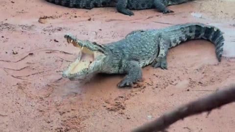 Feed the crocodile dirt