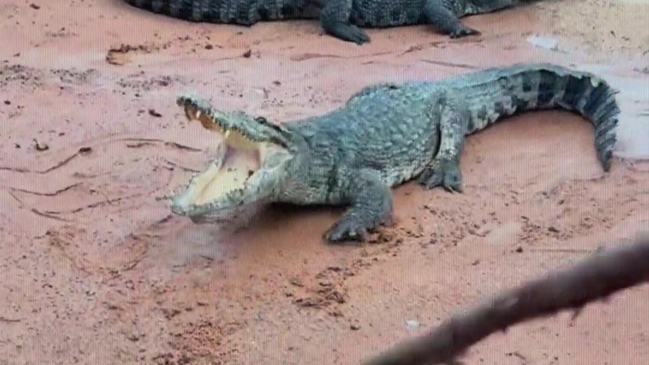 Feed the crocodile dirt